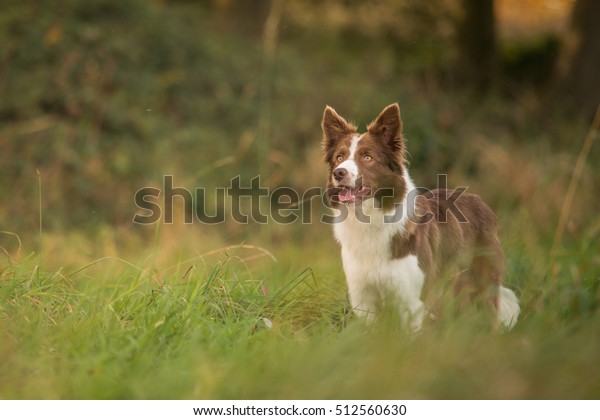 Red White Border Collie Portrait Meadow Stock Image Download Now