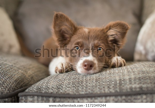 Red White Border Collie Puppy On Stock Photo Edit Now 1172349244