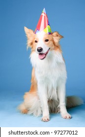 Red And White Border Collie In Studio, Happy Birthday