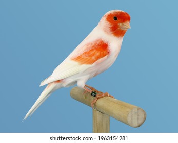 Red And White Canary Bird