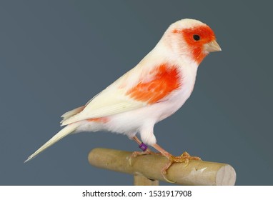 Red And White Canary Perched