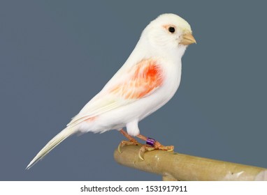 Canary Bird Hd Stock Images Shutterstock