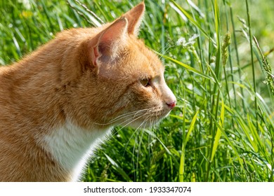 Red And White Cat Lurking In High Grass