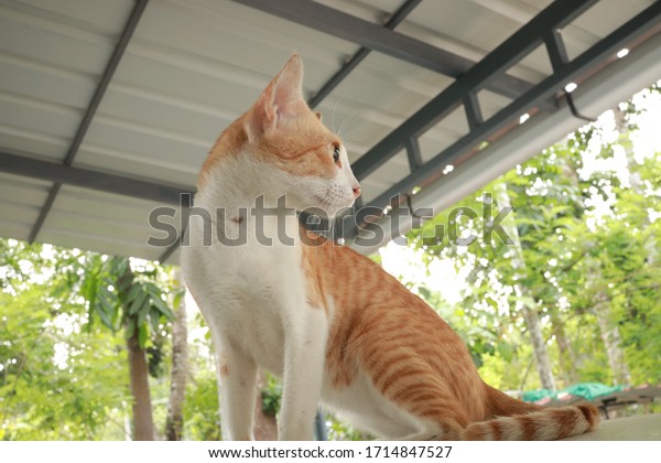 Red and white cat on a\
car