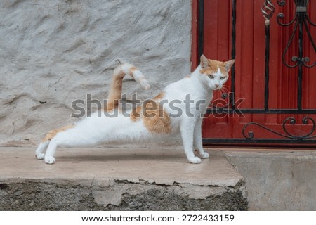 A red and white cat performing a deep leg stretch on a sidewalk, featuring a vibrant red metal gate and textured wall background.