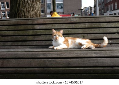 Red White cat posing on a wooden bench
