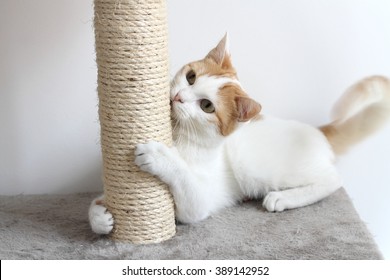 Red And White Cat And Scratching Post