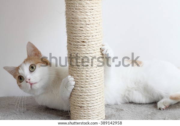 white cat scratching post