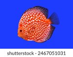 Red and white Checkerboard discus (Pompadour fish) on isolated blue background. Symphysodon aequifasciatus is freshwater cichlids fish native to the Amazon river, South America. 