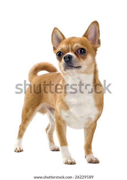 red and white chihuahua