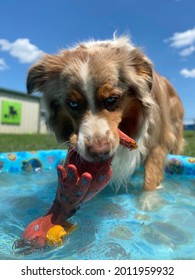 Red And White Colored Australian Shepherd Dog Chewing And Playing With Squeaky Toy In The Pool On Beautiful Summer Day At Canine Enrichment Center 