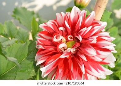 Red and white coloured dahlia flower.Dahlia is a genus of bushy, tuberous, herbaceous perennial plants. It's garden relatives include the sunflower, Daisy, chrysanthemum and zinnia. Family Asteraceae.