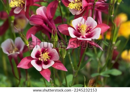 Red and white columbine flowers in spring