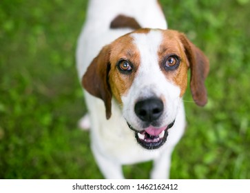 149 Red coonhound Images, Stock Photos & Vectors | Shutterstock