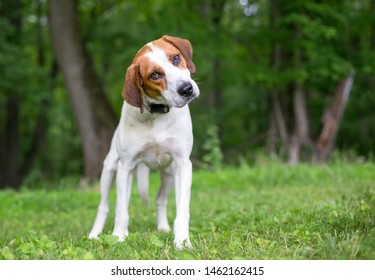 A Red And White Coonhound Mixed Breed Dog Listening With A Head Tilt