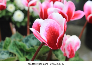 Red And White Cyclamen Flower
