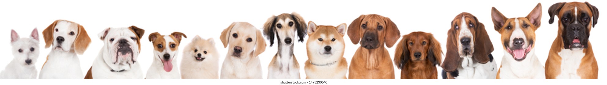 red and white dogs portraits lined up in a row on white - Shutterstock ID 1493230640