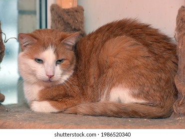 https://image.shutterstock.com/image-photo/red-white-domestic-cat-wary-260nw-1986520340.jpg