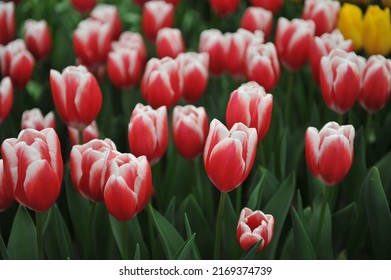 Red with white edges Triumph tulips (Tulipa) Paul McCartney bloom in a garden in April - Shutterstock ID 2169374739