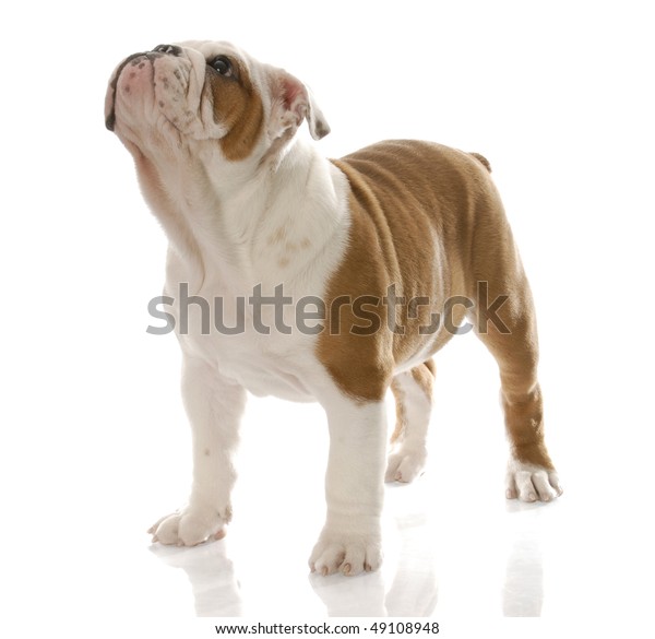 red and white english bulldog