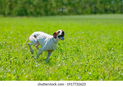 Red and white English Pointer in the field. Hunting dog running fast and free on the grass, athletic sporting dog