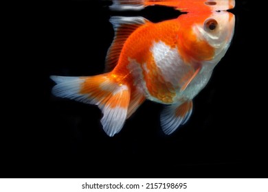 14,274 Fancy Goldfish Images, Stock Photos & Vectors 