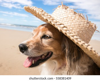 Red and white fluffy Welsh sheepdog wearing straw sun hat on hot summer day at Makorori Beach, Gisborne, East Coast, North Island, New Zealand  - Shutterstock ID 558381409