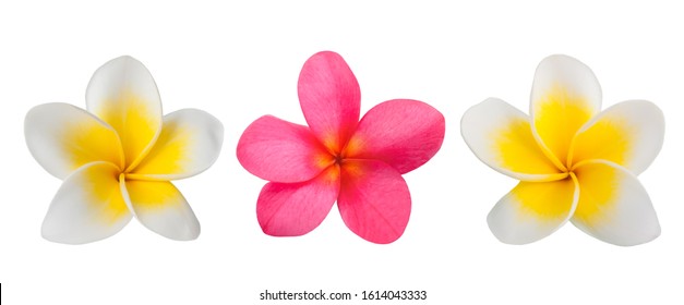 308 Fleur De Monoi Stock Photos, Images & Photography | Shutterstock