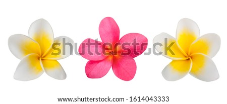 Red and white Frangipani flowers  isolated on white