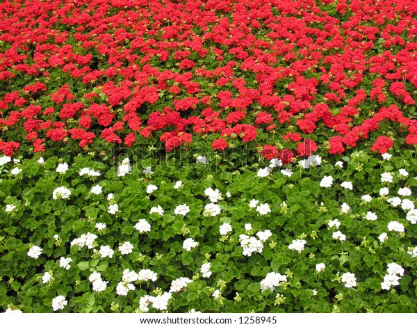 Red and white\
geraniums