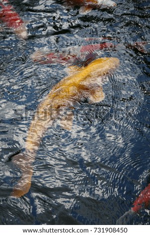 Similar – Image, Stock Photo driftwood Wood Lake Tree