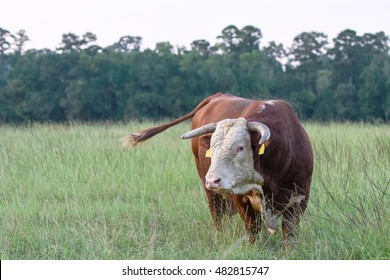 Red And White Hereford Bull Trying To Swat Biting Horn Flies From His Back