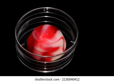 Red And White Jelly Bean In A Laboratory Petri Dish