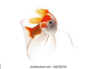 Koi Fish White High Res Stock Images Shutterstock