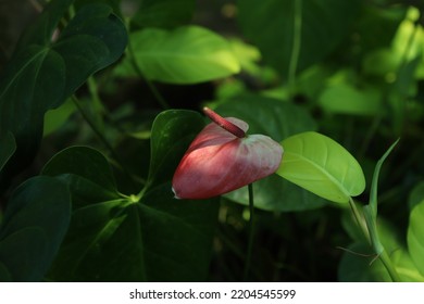 Red And White Laceleaf In Greenery