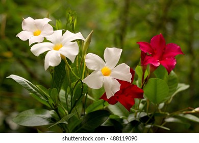 Red And White Mandevilla In A Pot