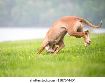 why do dogs pounce