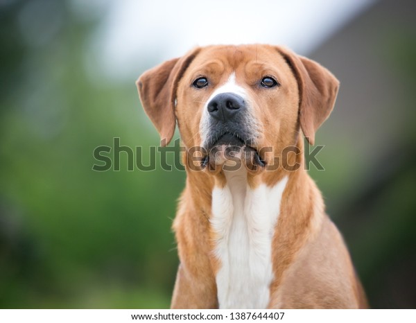 are lab hound mix good dogs