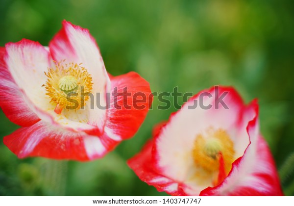 Red White Papaver Rhoeas Shirleyshirley Poppy Stock Image