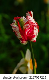 Red And White Parrot Tulip Close Up In Garden