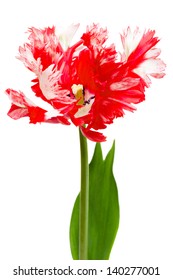 Red And White Parrot Tulip Isolated On White