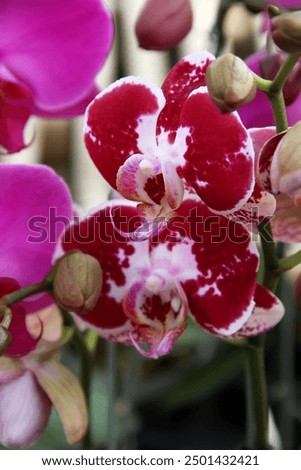 Red white pattern Phalaenopsis or Moth Orchid flower in winter or spring day tropical garden Floral background.