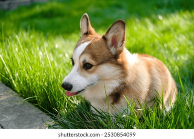 Red and white Pembroke Welsh Corgi sits on a green lawn, looks away and shows the tip of his tongue. Funny dog ​​face. Corgi puppy. Walking with a pet. Pedigree dog