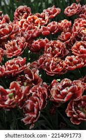 Red And White Peony-flowered Double Late Tulips (Tulipa) Starline Bloom In A Garden In April