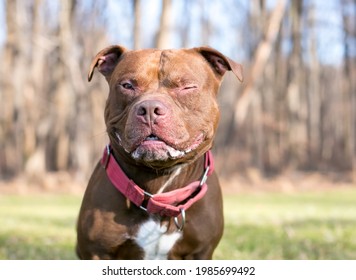 A red and white Pit Bull Terrier mixed breed dog winking - Shutterstock ID 1985699492
