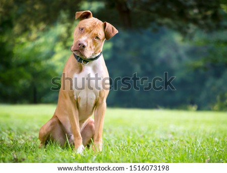 A red and white Pit Bull Terrier mixed breed dog sitting outdoors and listening intently with a head tilt