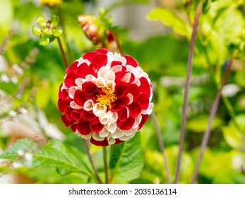 Red And White Pompom Dahlia In A Garden With Blurred Background