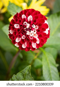 Red And White Pompom Dahlia In A Garden With Blurred Background