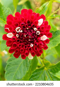 Red And White Pompom Dahlia In A Garden With Blurred Background