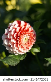 
Red And White Pompom Dahlia In Sunshine